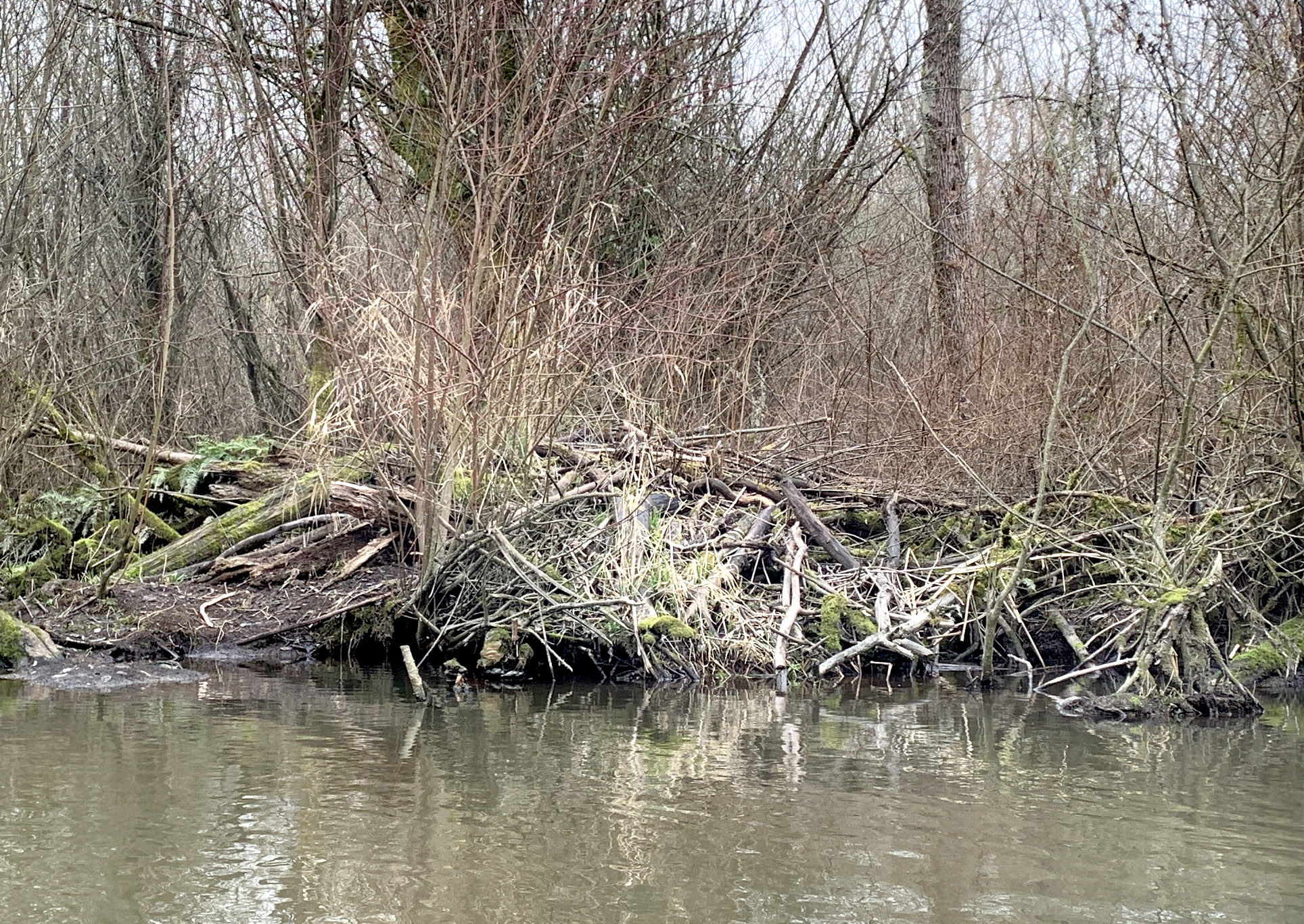 Beaver rambler