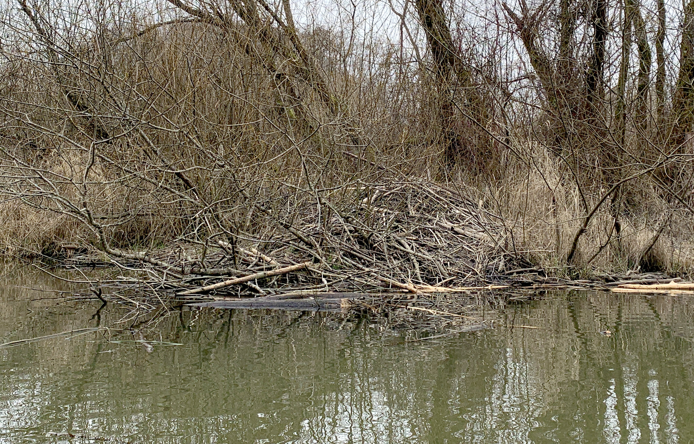 Beaver palatial estate