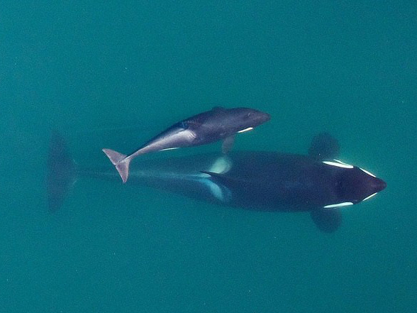 Mother and son orca swim together