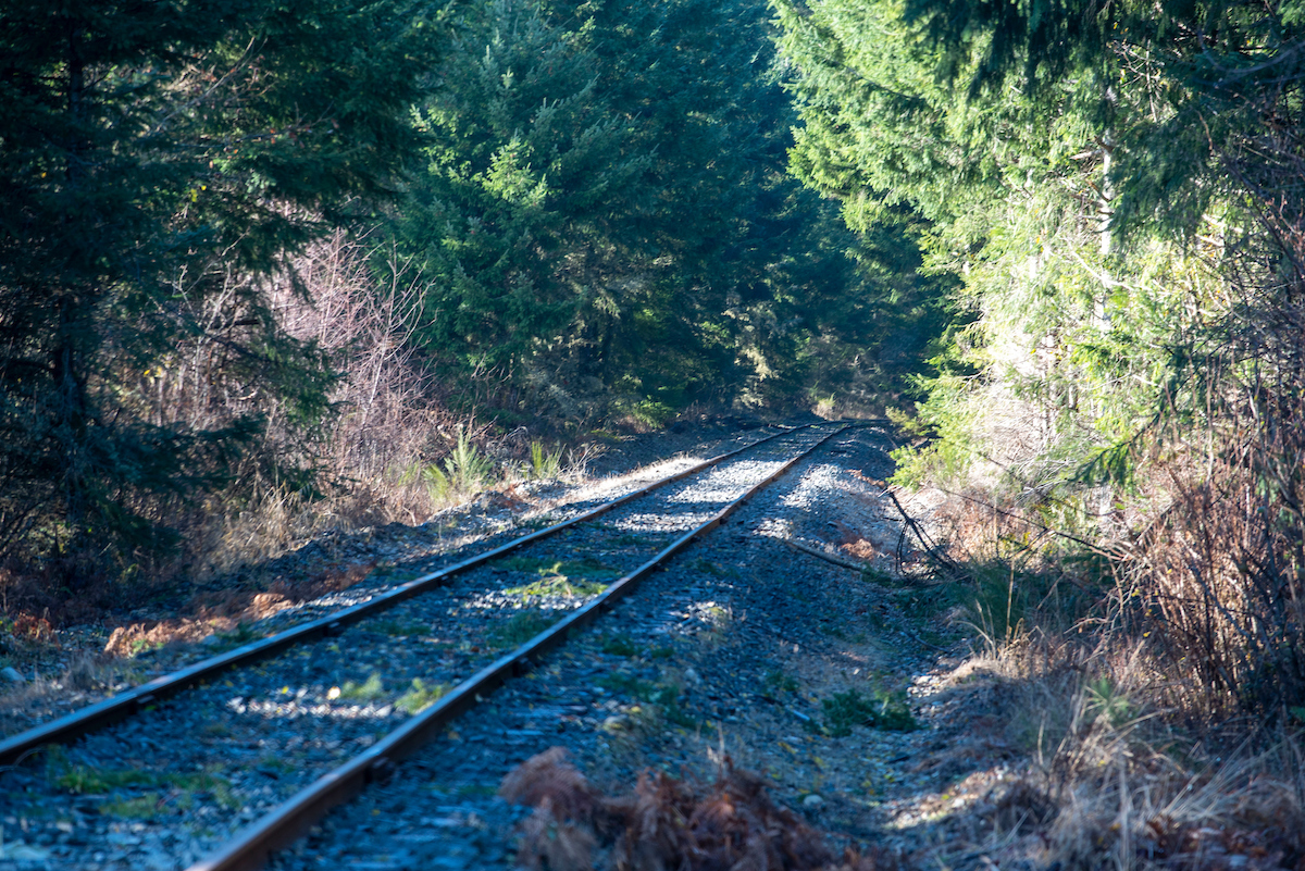 Closeup shot of a rail line through a group of trees.