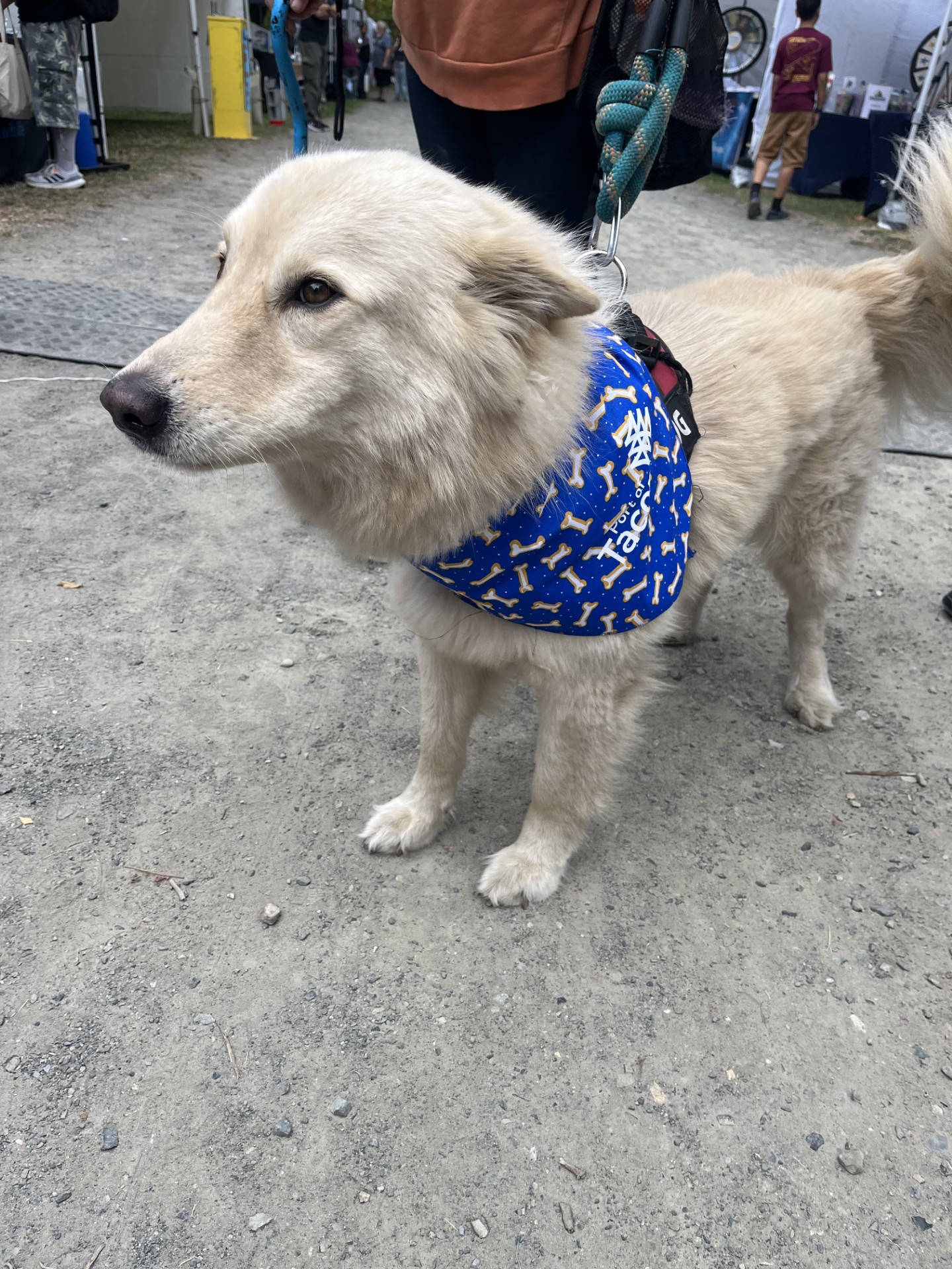 A white dog with a blue bandana.
