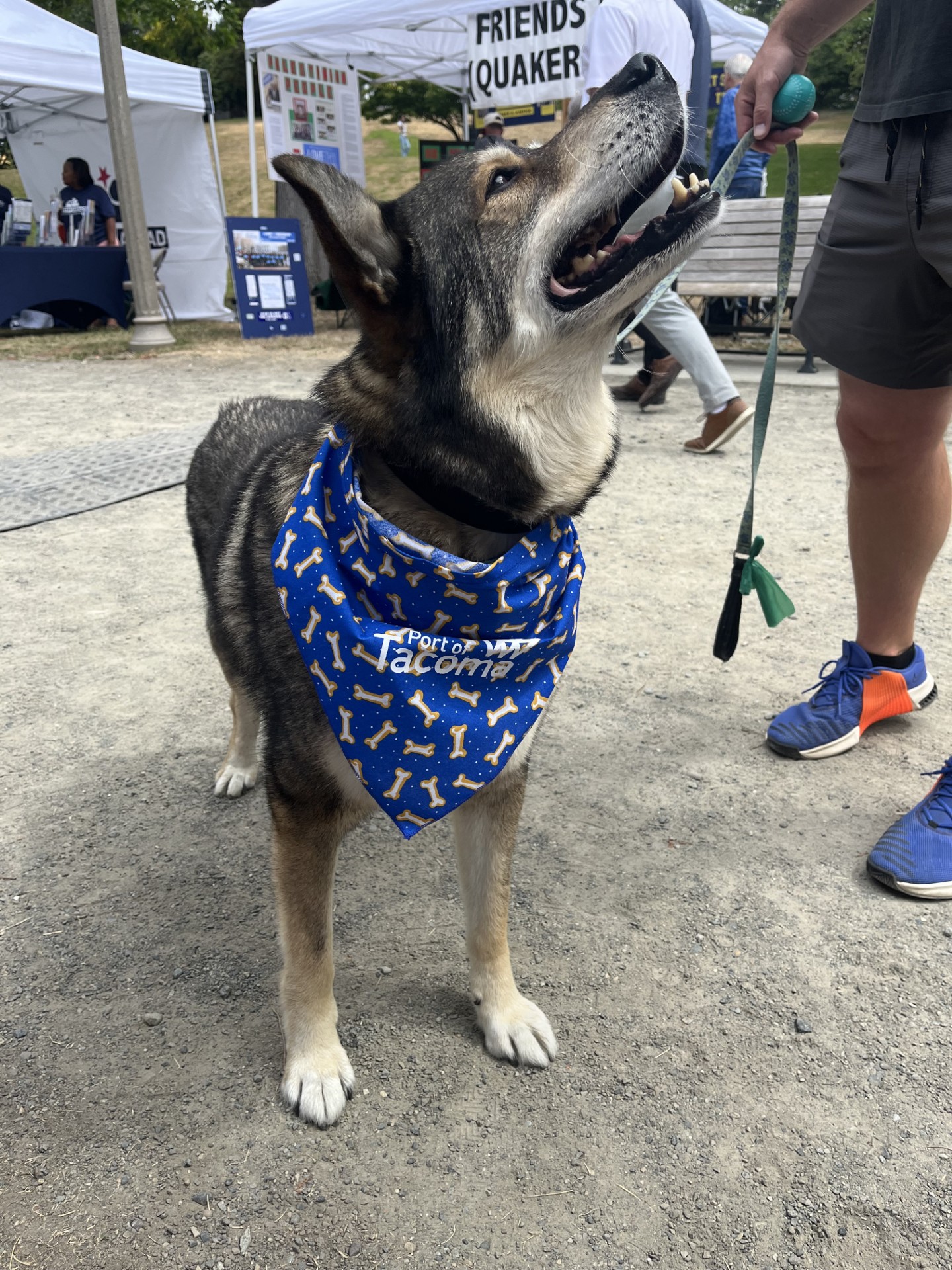 A black and white dog in a blue bandana looking up.