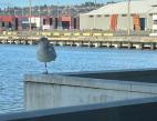 Tiny Tony, the scrappy seagull