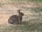 An eastern cottontail rabbit sits on dry grass.