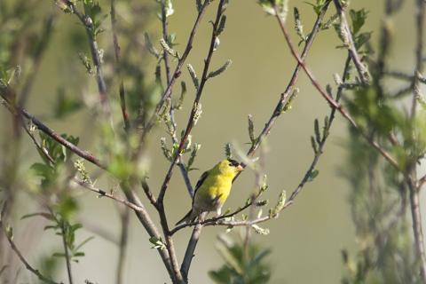 A bird at Gog-le-hi-te