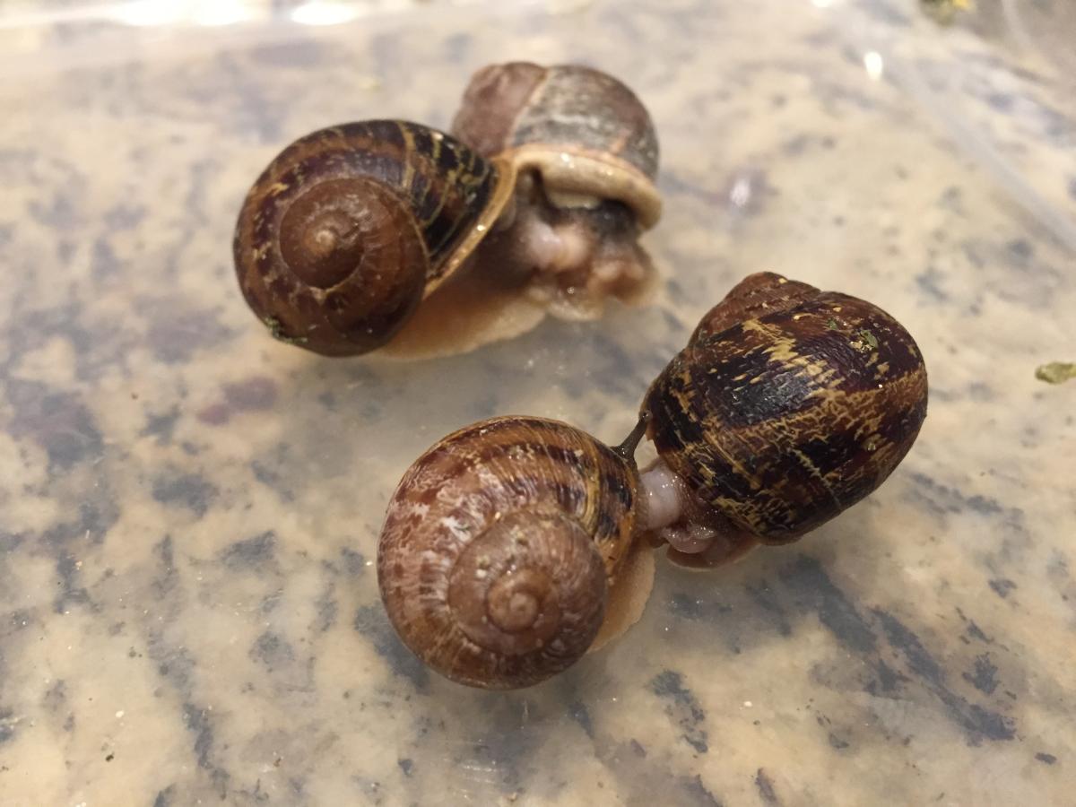Courtship behavior in the little gray snail, photo credit Ric, Brewer, Little Gray Farms Escargots
