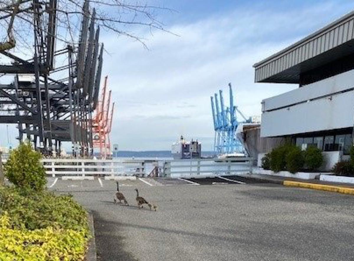 A goose family portrait: George, Lucy, and goslings