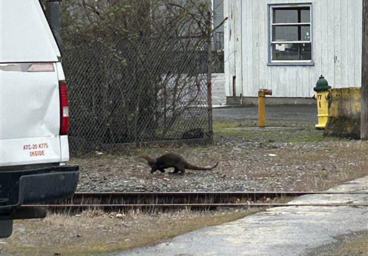 Otter scampers away