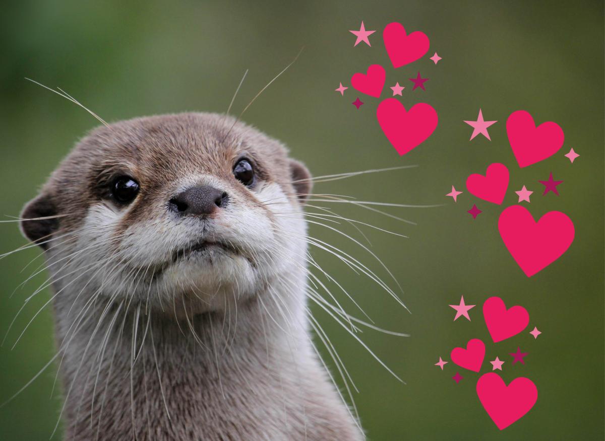 Otter expectation