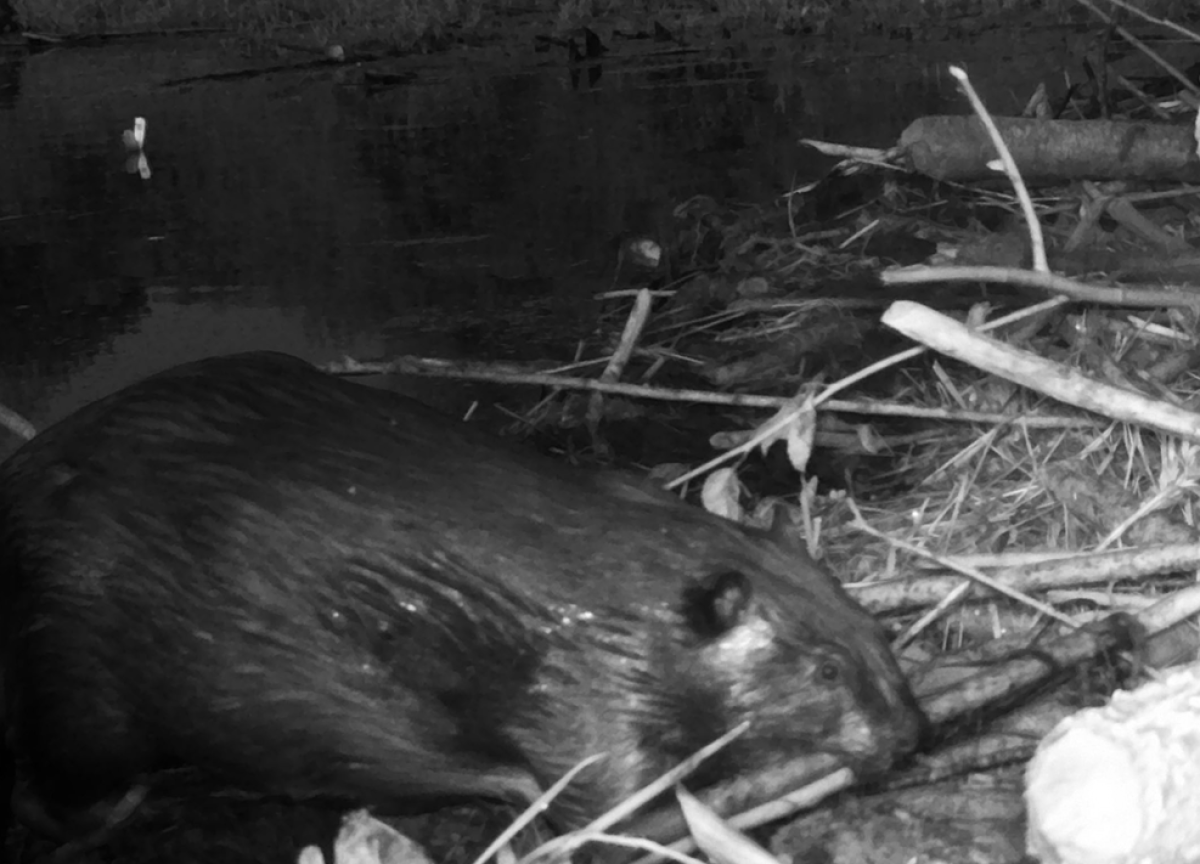 Nighttime black and white photo of a beaver gathering twigs