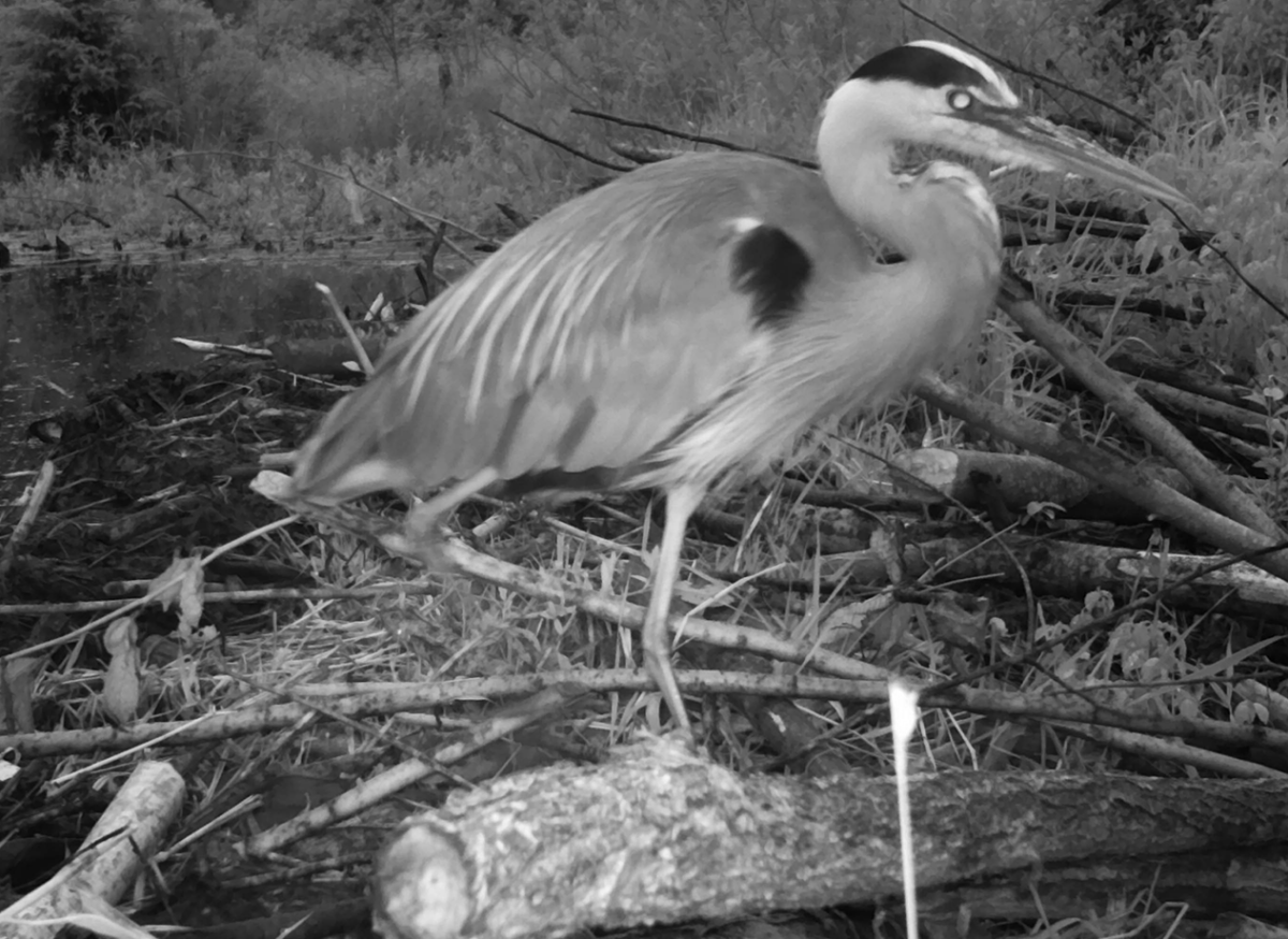 Nighttime black and white photo of a great blue heron