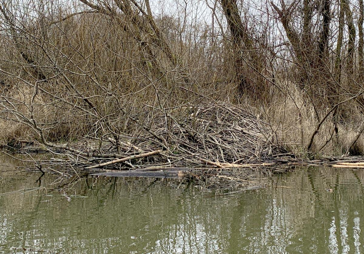 Beaver palatial estate
