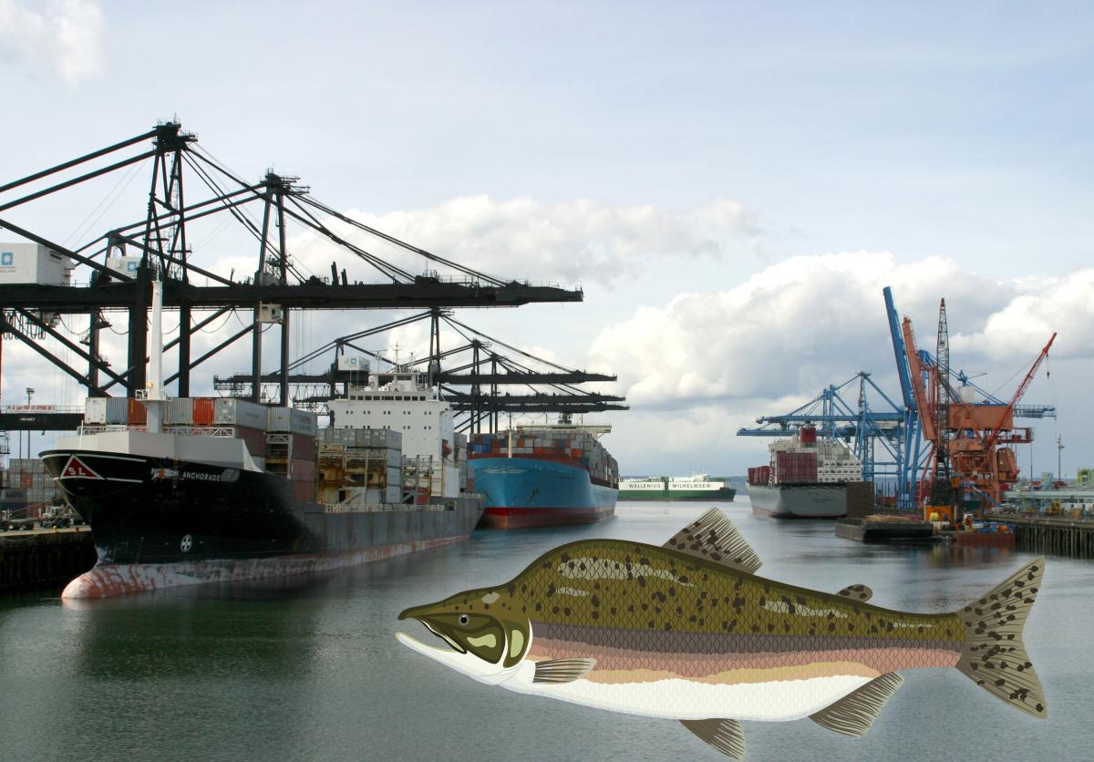 A pink salmon illustration moving across the Sitcum Waterway