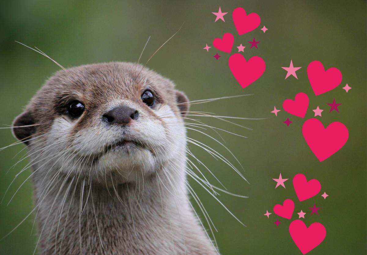 Otter expectation