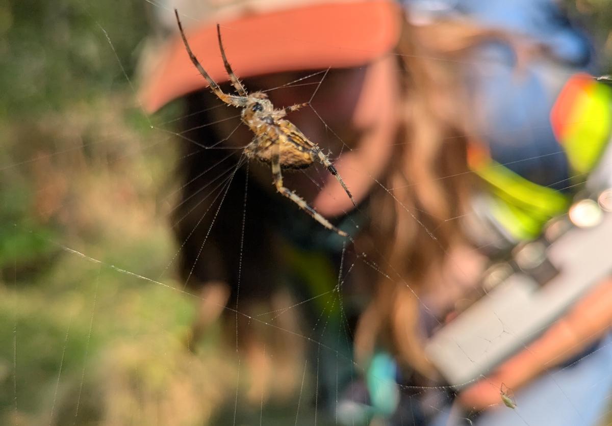 Port Biologist stares down a spider