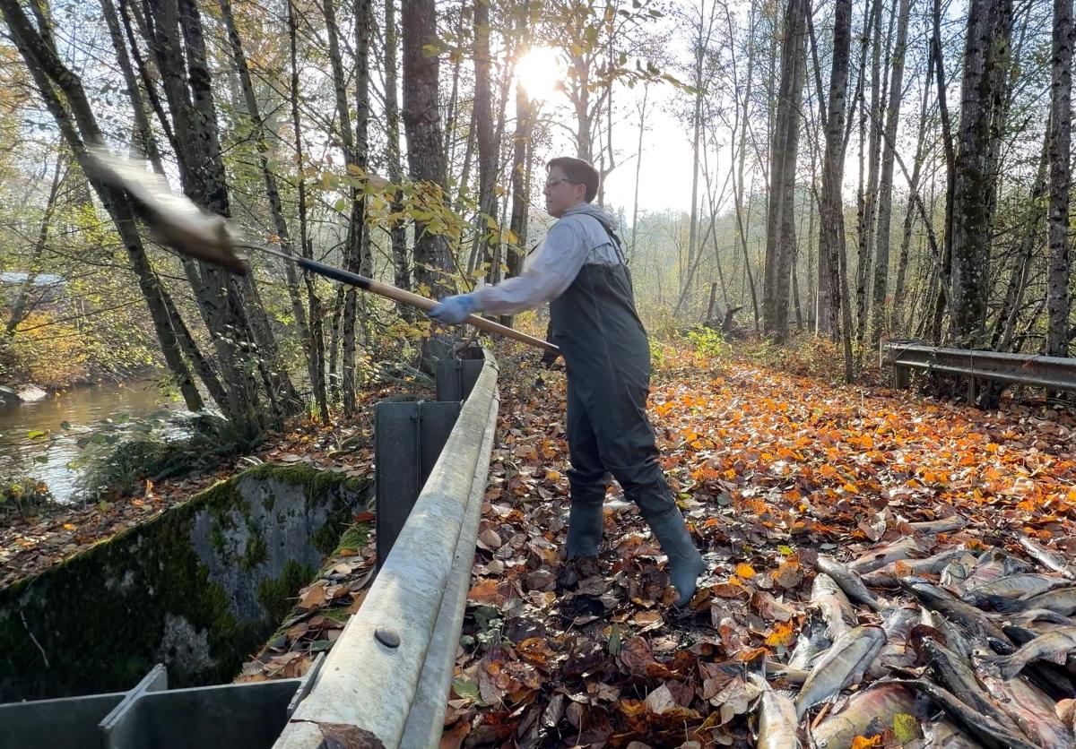 A person in coveralls throws a chum salmon into a creek.
